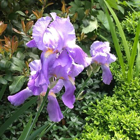 サン・ドナート・ミラネーゼHouse&Gardenアパートメント エクステリア 写真