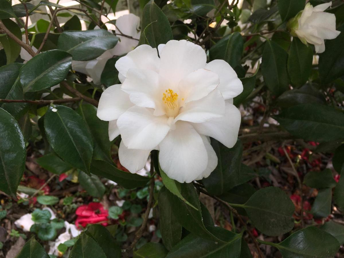 サン・ドナート・ミラネーゼHouse&Gardenアパートメント エクステリア 写真